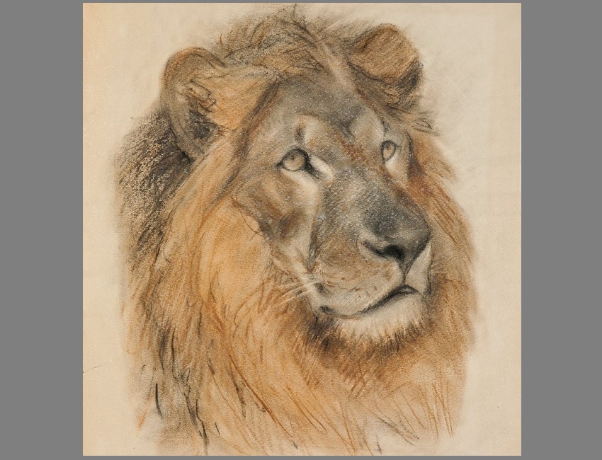 Выставка «Тропою любви к животным»