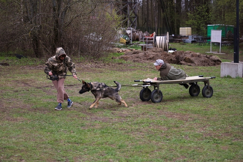 Военно-исторический фестиваль «Фронтовая собака»