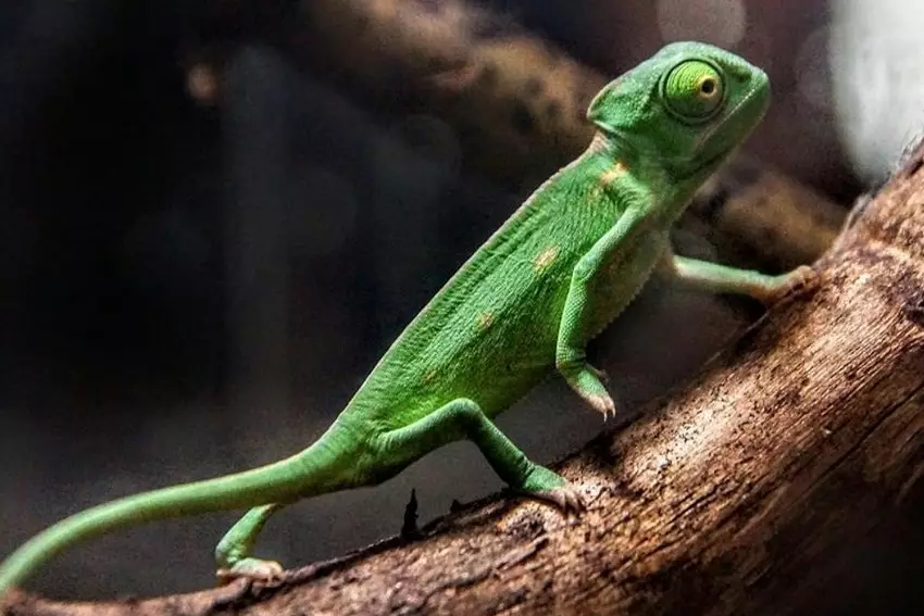 Выставка-продажа террариумных животных и оборудования Рептилиум