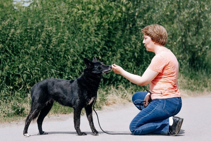 Благотворительный фестиваль «КАШТАНКА Fest»