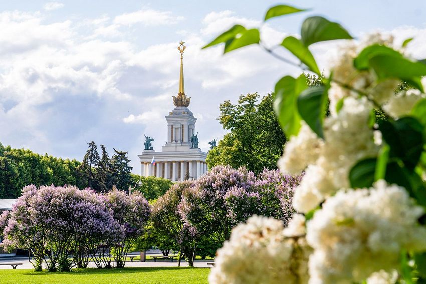 Сирень Колесникова