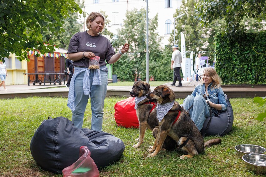 На ВДНХ пройдет летняя выставка-пристройство животных из городских приютов