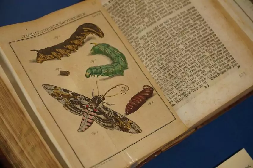 Выставка «Insecta. Насекомые в искусстве»: взгляд на мир природы сквозь фарфор и стекло