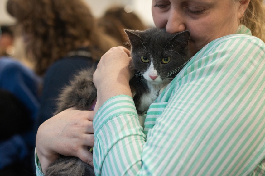 Семейный благотворительный фестиваль «Тыквы и Коты»