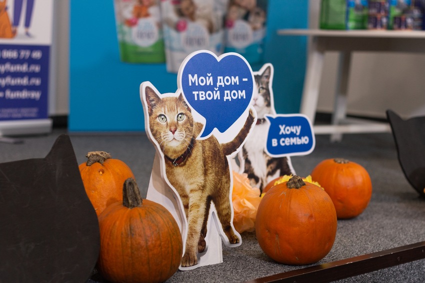 Семейный благотворительный фестиваль «Тыквы и Коты»