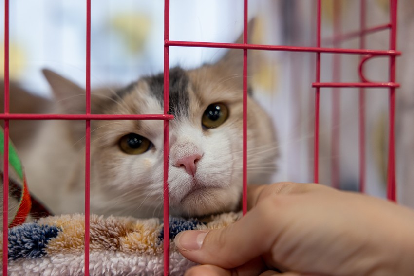 Семейный благотворительный фестиваль «Тыквы и Коты»