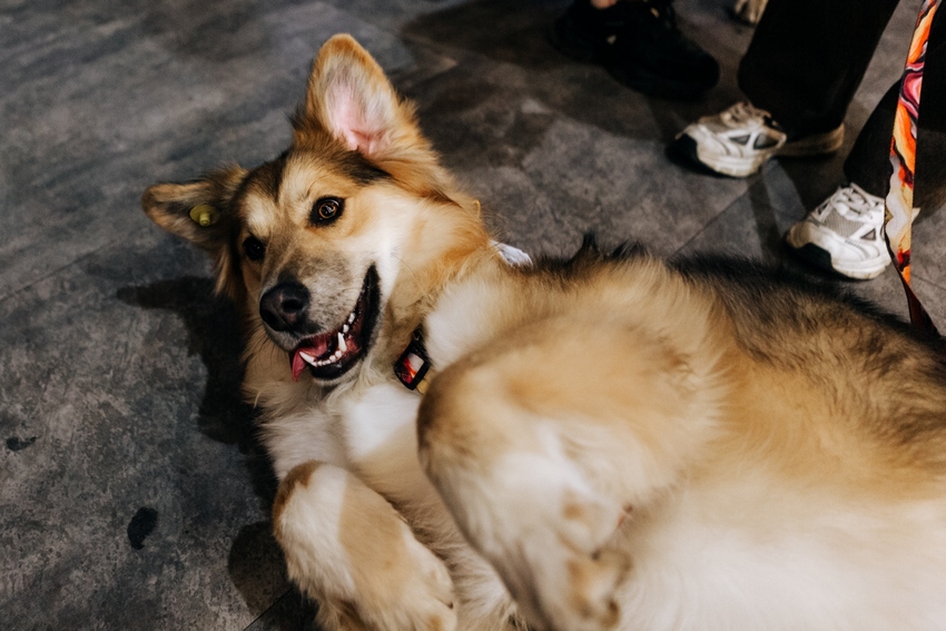 Фестиваль-пристройство «Собаки, которые любят… и котики!»