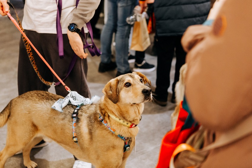 Фестиваль-пристройство «Собаки, которые любят… и котики!»