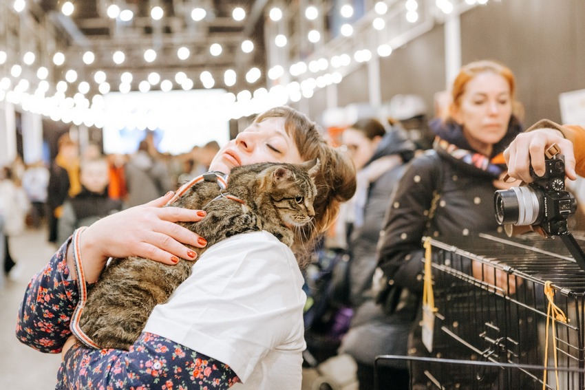 Фестиваль-пристройство «Собаки, которые любят… и котики!»