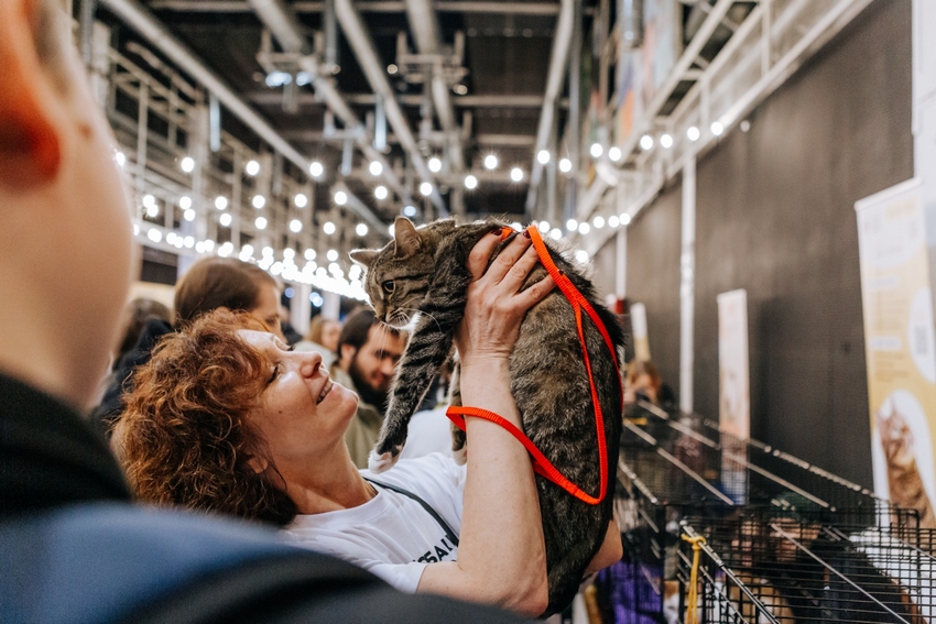 Фестиваль-пристройство «Собаки, которые любят… и котики!»