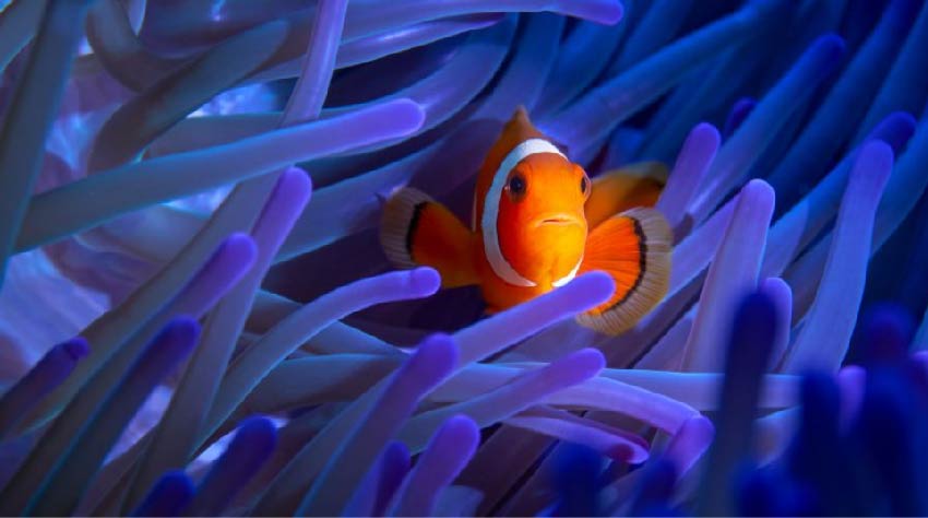 Фестиваль подводной фотографии «Дикий подводный мир»