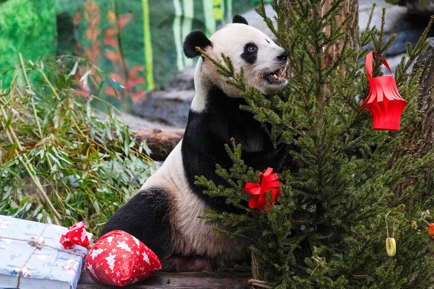 Экскурсии и квесты: в Московском зоопарке отметят китайский Новый год