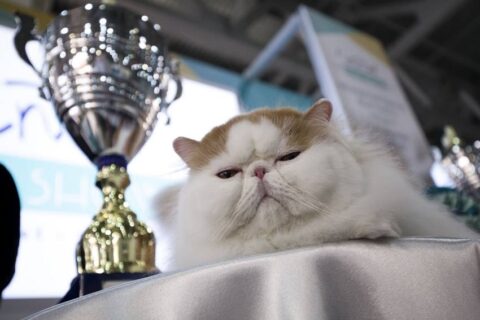 Winter Cat Show: благотворительная выставка-пристройство бездомных животных состоятся в Москве