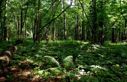 Алешкинский лес — живописный парк