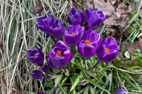 Весенний фестиваль цветов в Аптекарском огороде