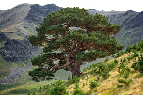 Выставка «Деревья – памятники живой природы»