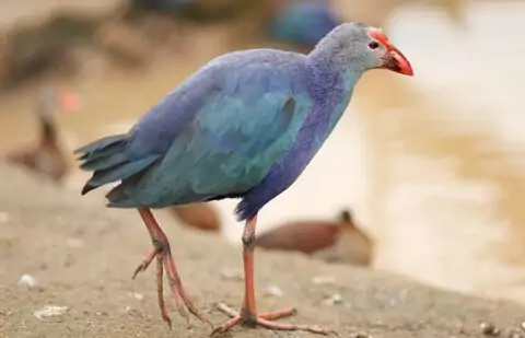 Экzooтик ПАРК