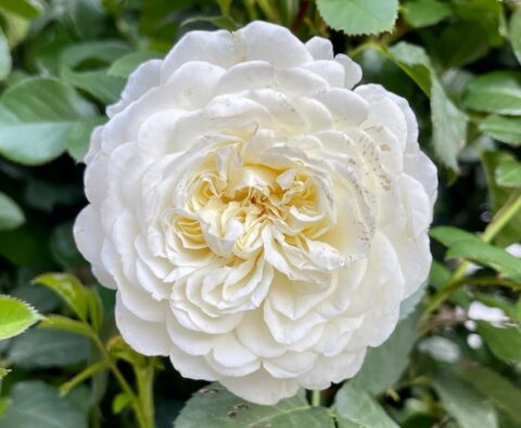 Фестиваль роз в Архангельском