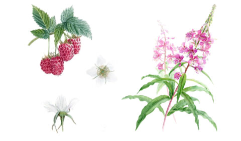 Выставка «Флора Юго-Запада Москвы»