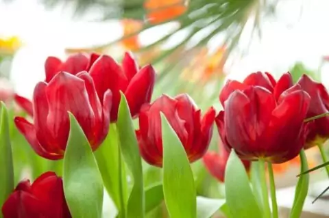 Выставка «Новый год в царстве Флоры»