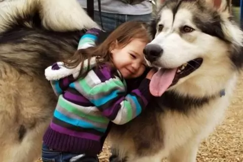 Хаски-парк в Сокольниках (закрыт)