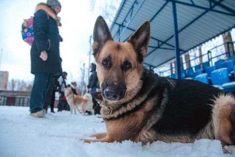 Кинологический стадион в парке «Сокольники»