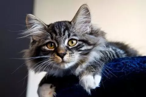 Международный Фестиваль кошек