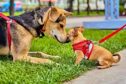 Фестиваль «Моспитомец х Четвероногий друг» на Тверском бульваре
