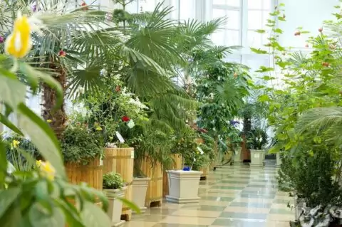 Оранжереи Москвы: где в столице найти лето посреди зимы