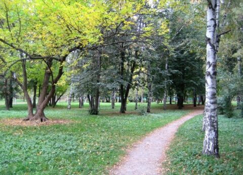 Парк «Березовая роща»