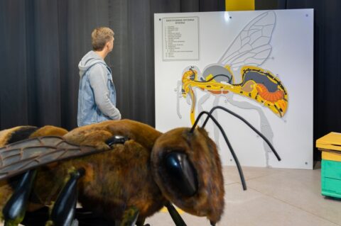 Лекции и мастер-классы в Экоцентре «Пчеловодство» Департамента природопользования