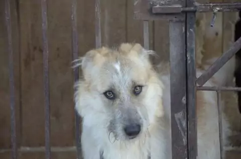 Приюты для собак и кошек в Москве