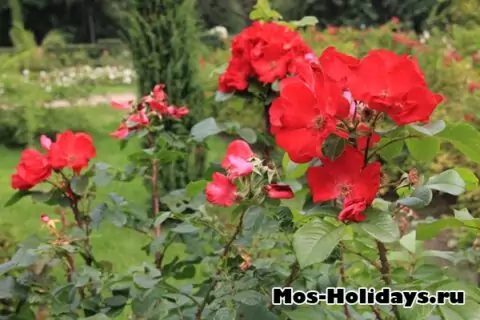 Розарий в парке Сокольники