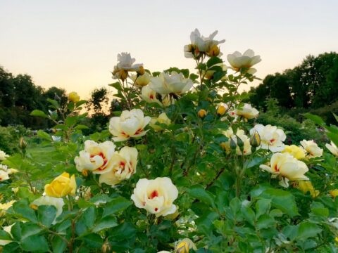 «Неделя роз» в Ботаническом Саду МГУ