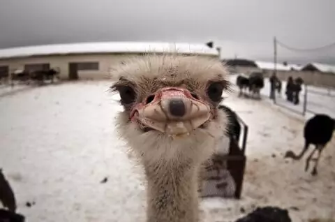 Страусиная ферма «Русский страус»