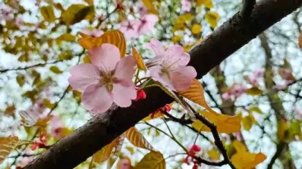 Роща сакуры в Бирюлевском дендропарке