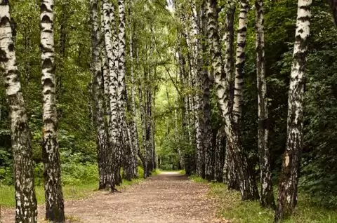 Тимирязевский парк