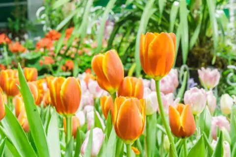 Выставка растений «Репетиция весны»