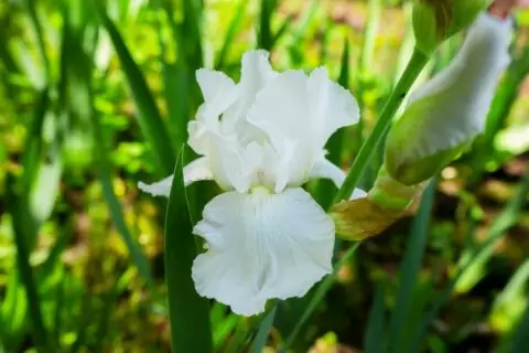 ВДНХ приглашает в иридарий: время любоваться цветущими ирисами