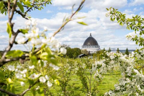 Цветущие сады на ВДНХ: где полюбоваться распустившимися деревьями