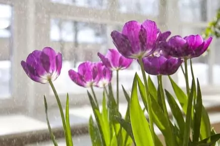 Весна в царицынских оранжереях