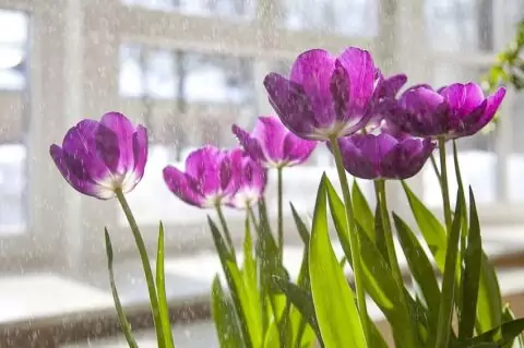 Весна в царицынских оранжереях