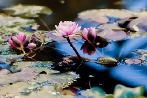 Викторная оранжерея и Виктория амазонская в «Аптекарском огороде»