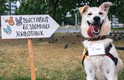 Выставка бездомных животных «Надо брать! Осенью!»