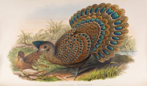 Выставка «Диалоги животных: я тебя вижу»