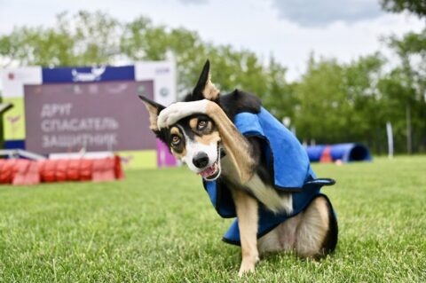 Фестиваль «Защити своего питомца»