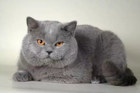 Выставка кошек «Зимний Альянс – 2016» в КВЦ «Сокольники»