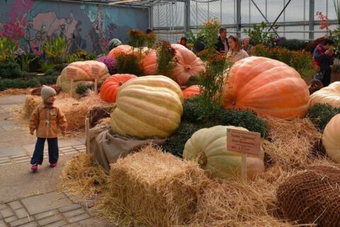 Выставка гигантских тыкв в Аптекарском Огороде