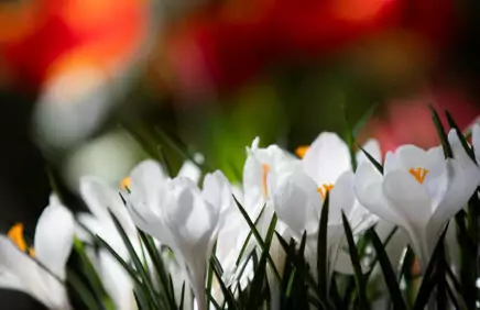 Выставка «Весна в Царицынских оранжереях»