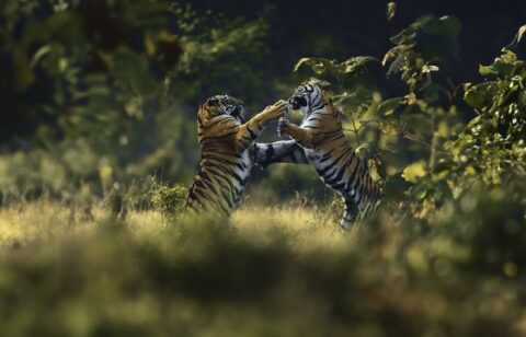 Международный фестиваль дикой природы «Золотая Черепаха»